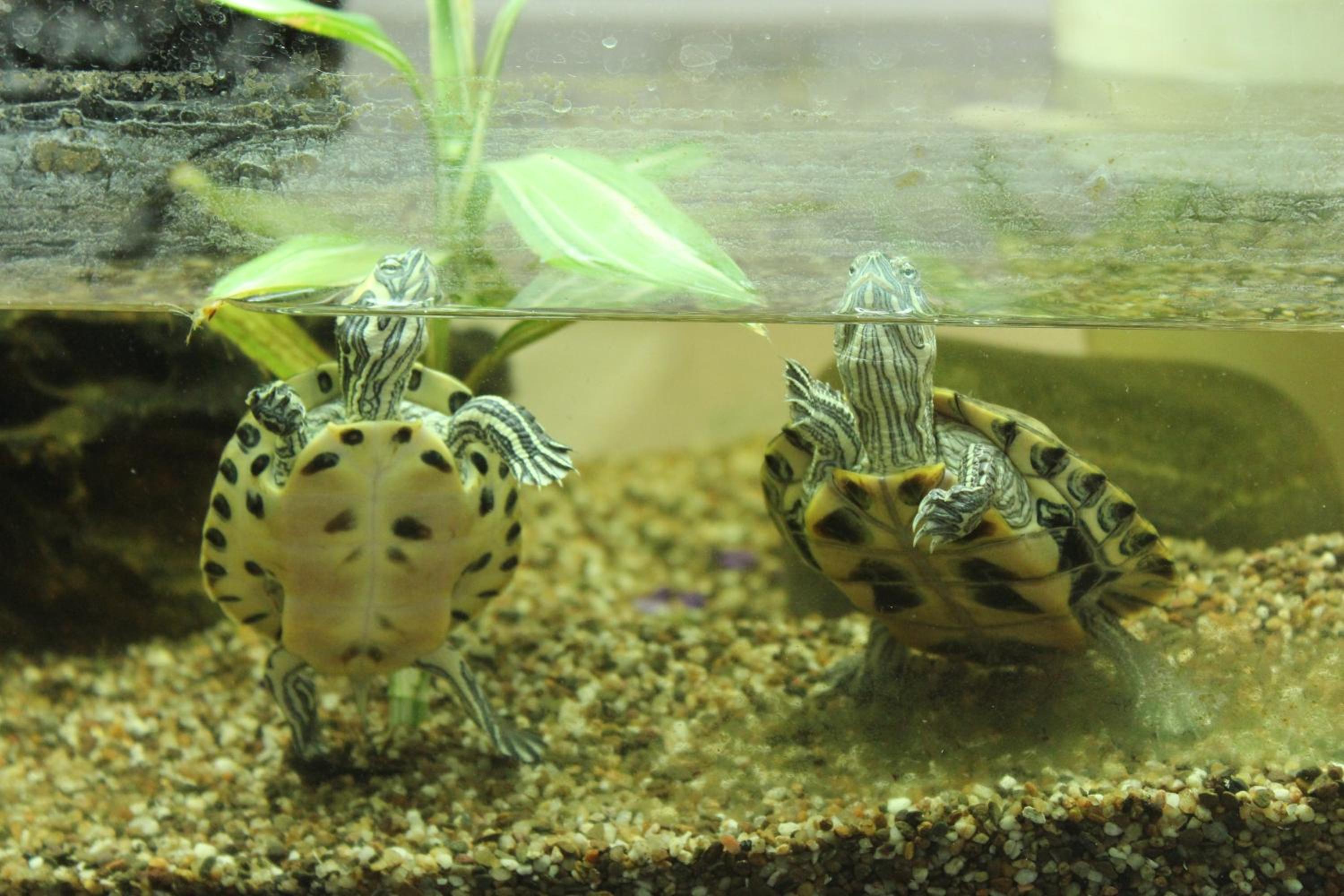 Porzellaneum