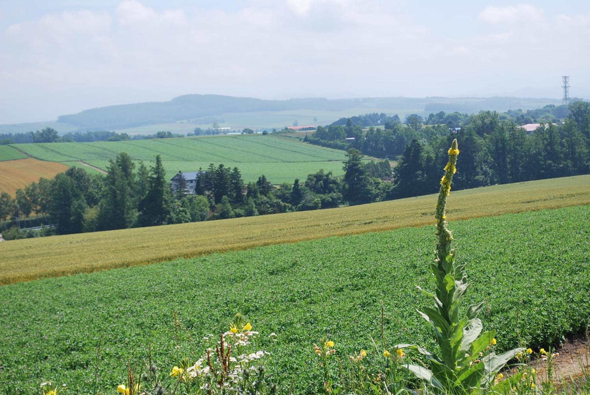 Auberge Ninguruforet 25