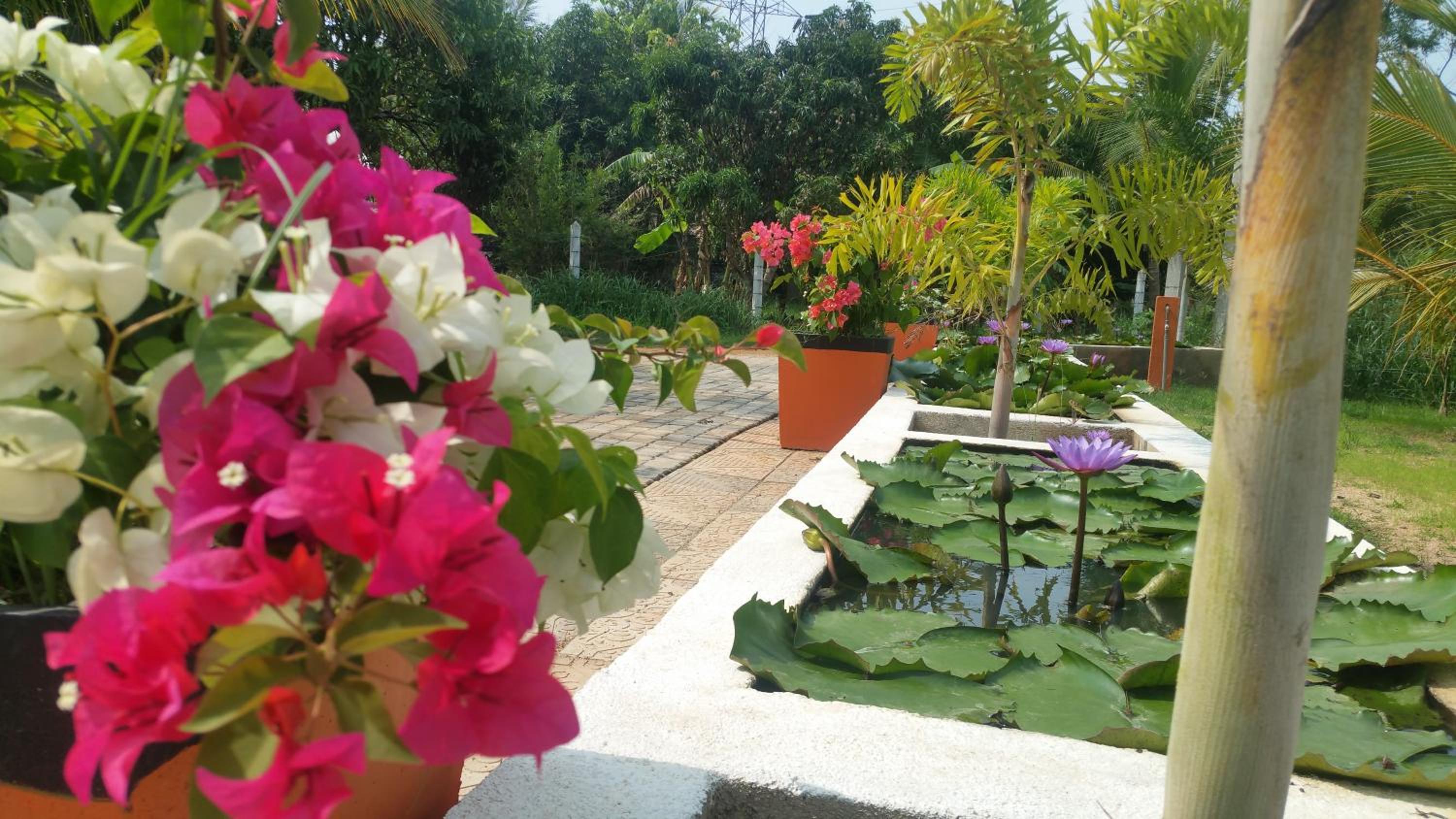garden