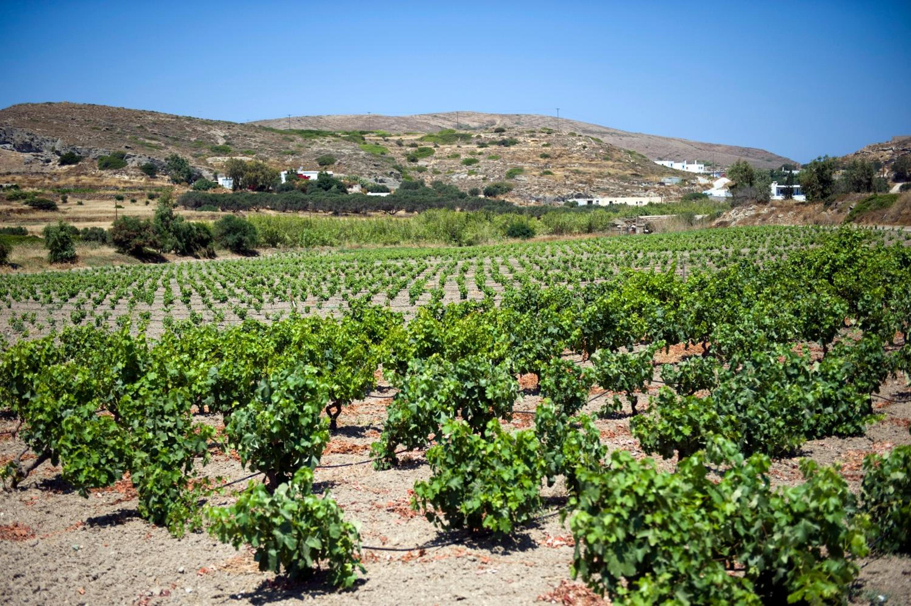 Kostantakis Residence & Winery