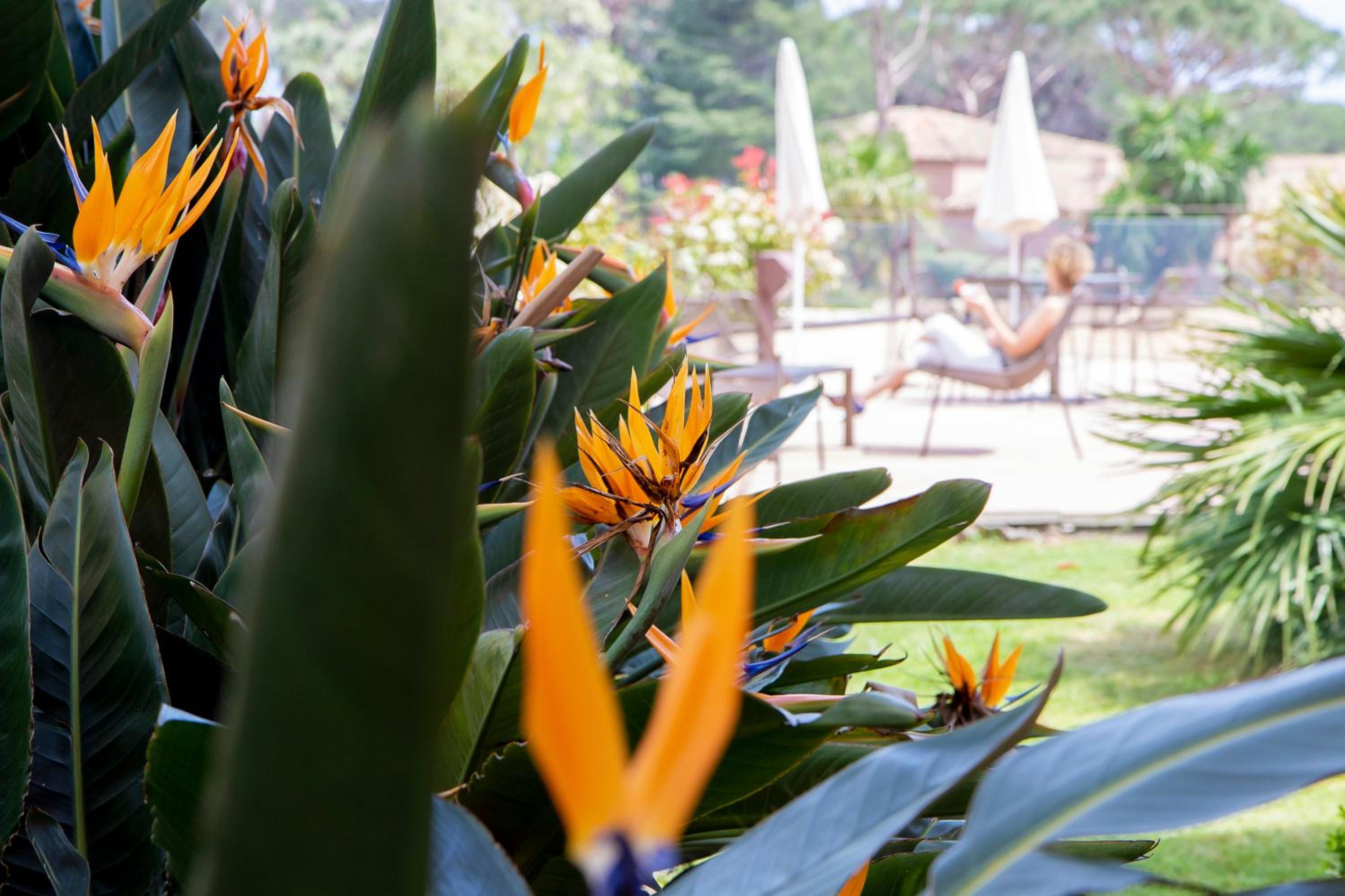garden