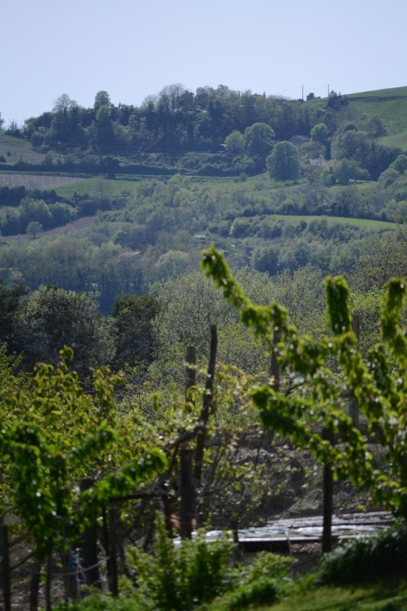 Gite les pins view 4