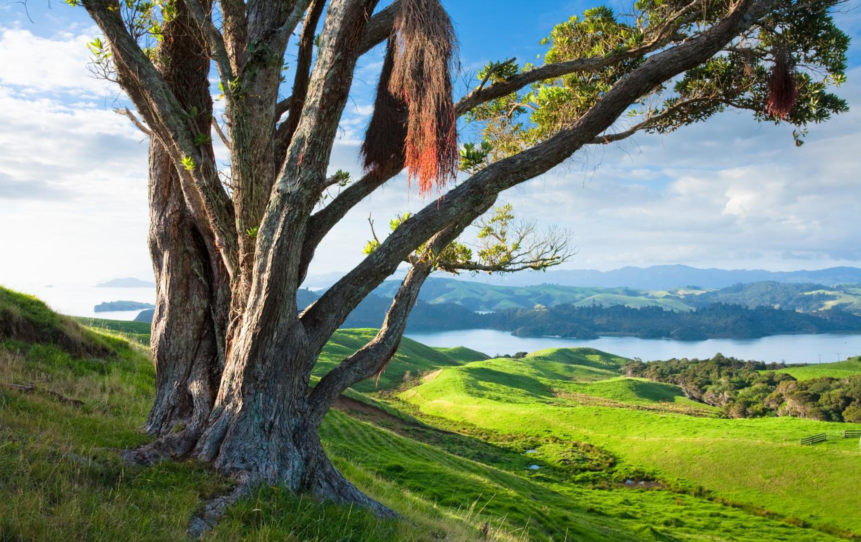 Coromandel Shelly Beach TOP 10 Holiday Park 32