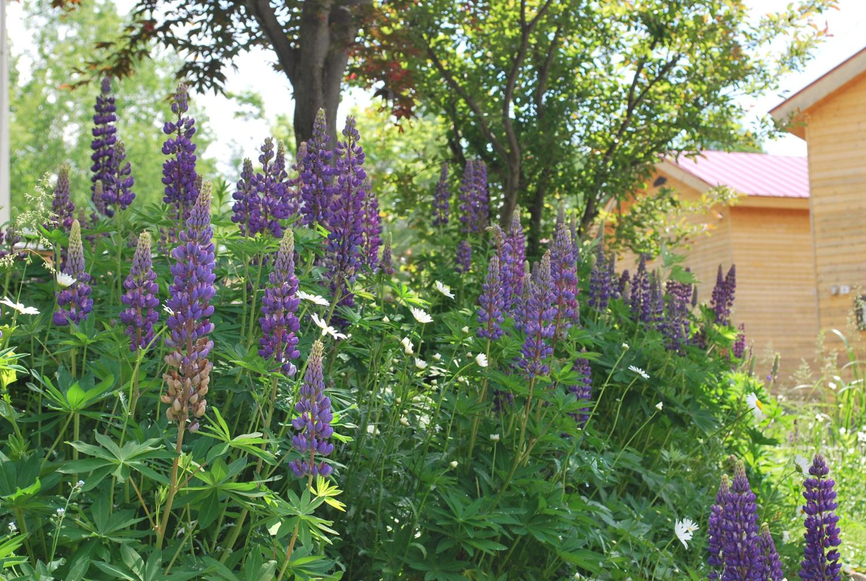 Auberge Ninguruforet 19