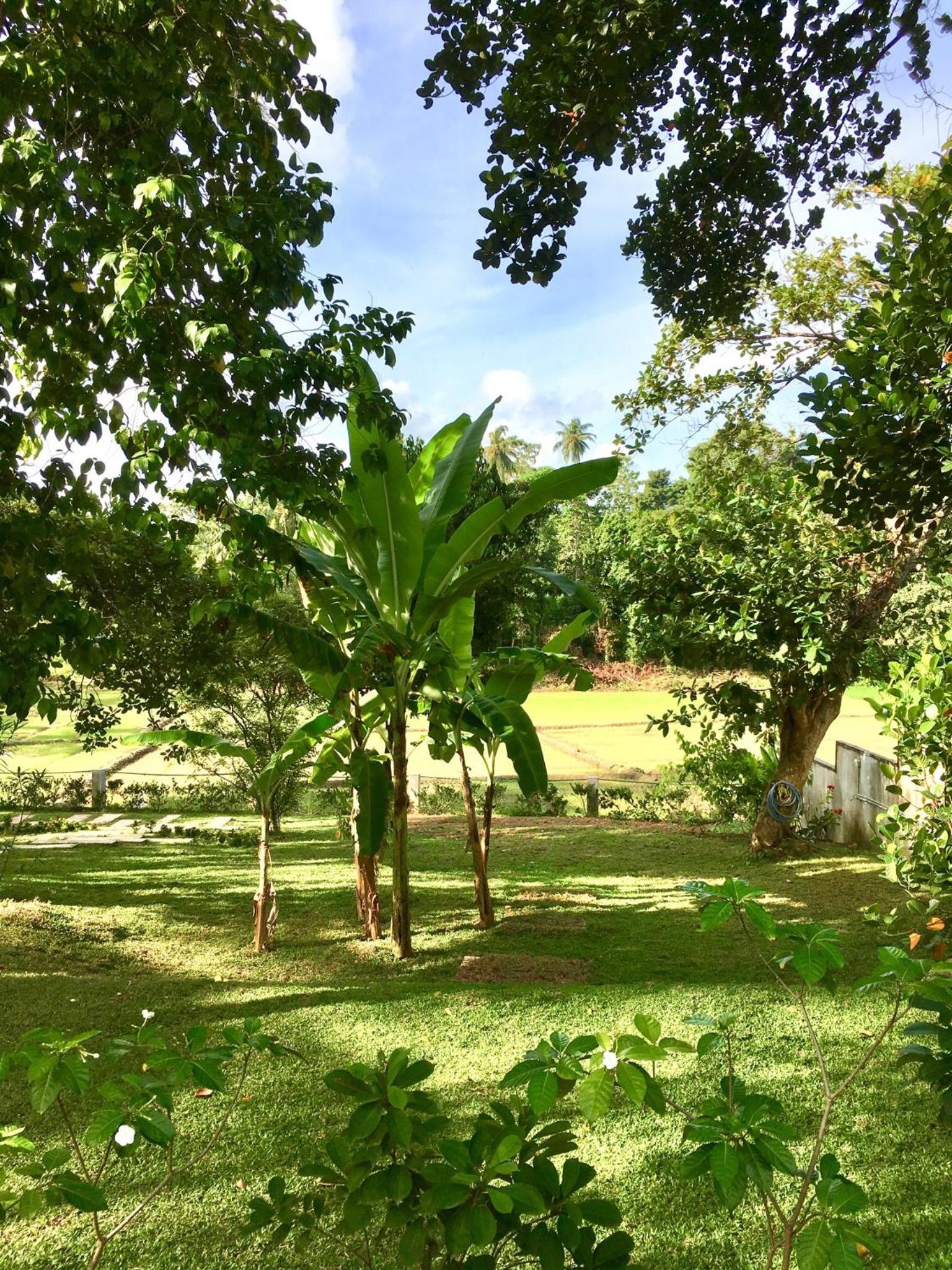 garden