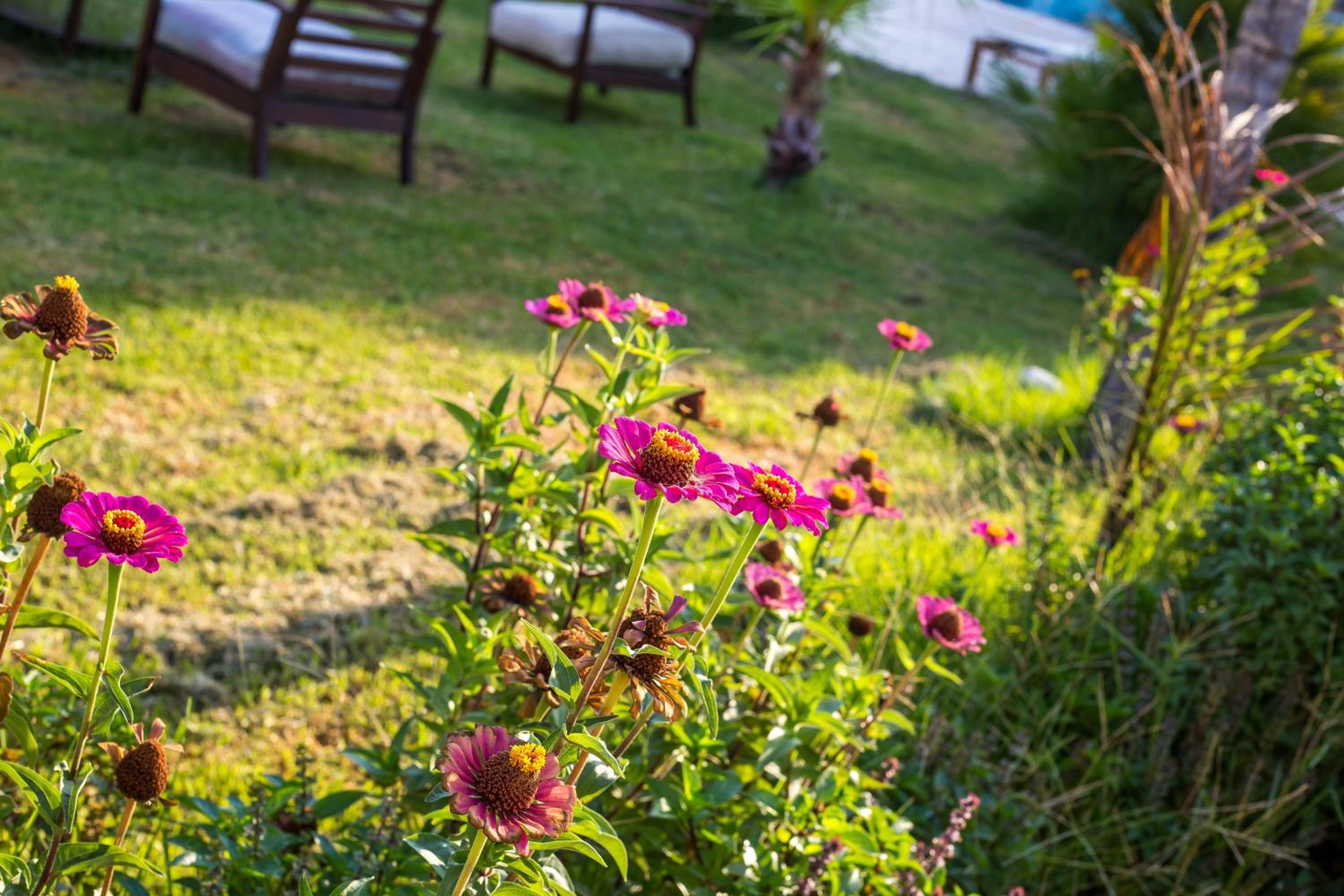 garden
