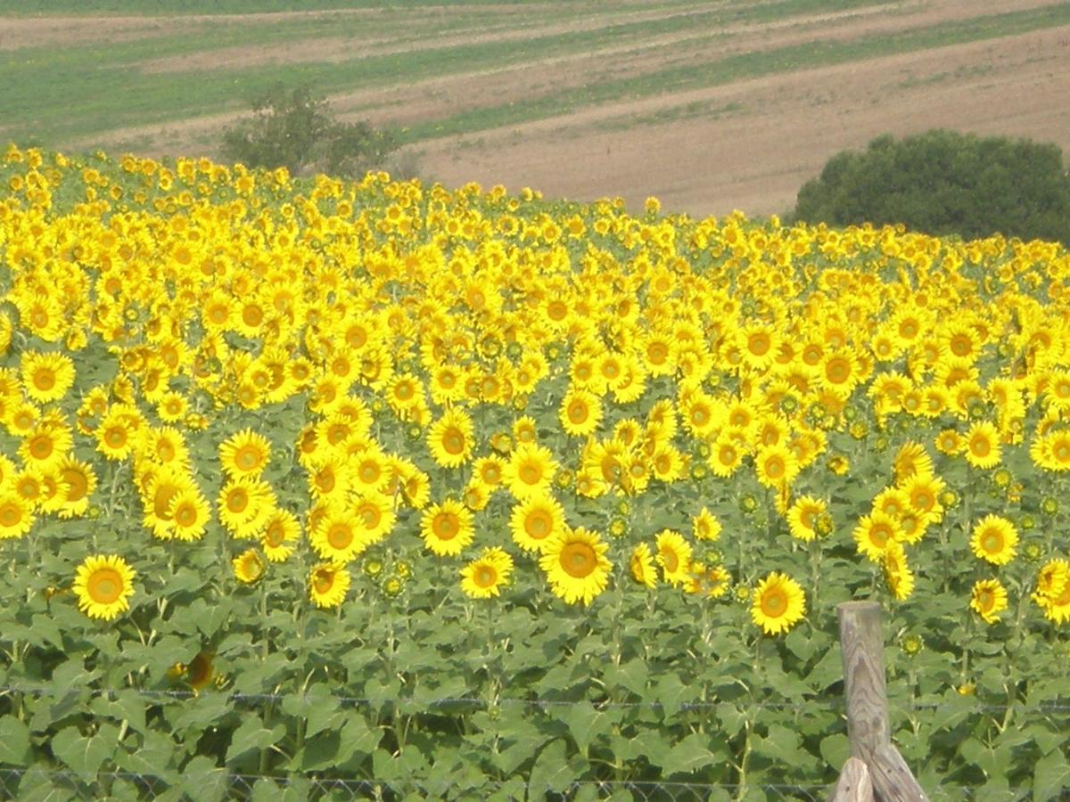La Campagna Di Assignano