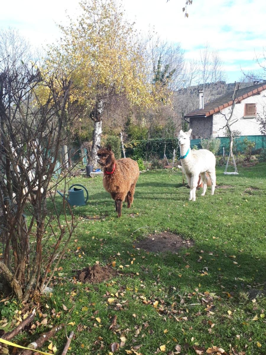 GITE "LES GILLES" ET SES ANIMAUX CALME-BON AIR - 5 personnes
