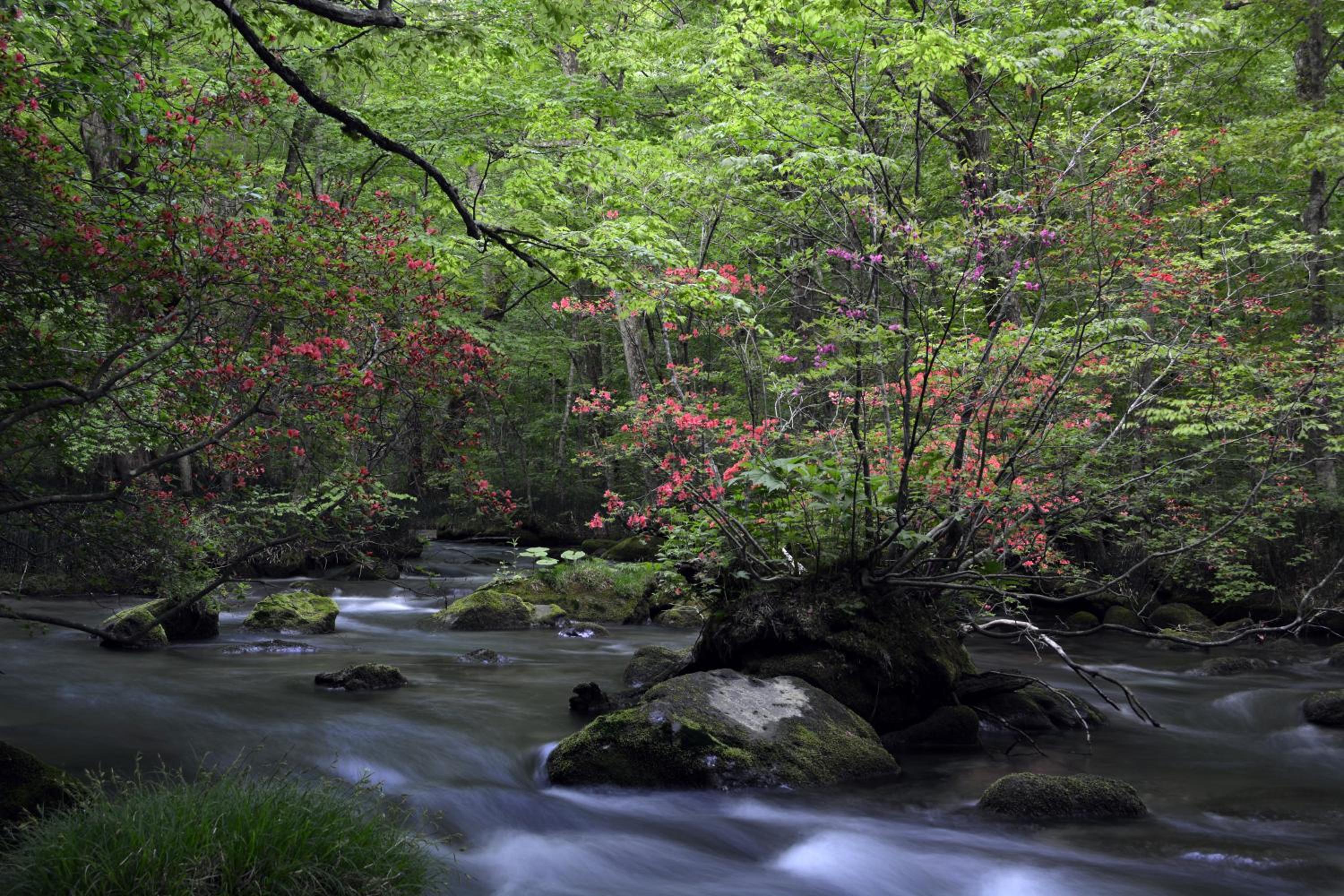 Photo 44