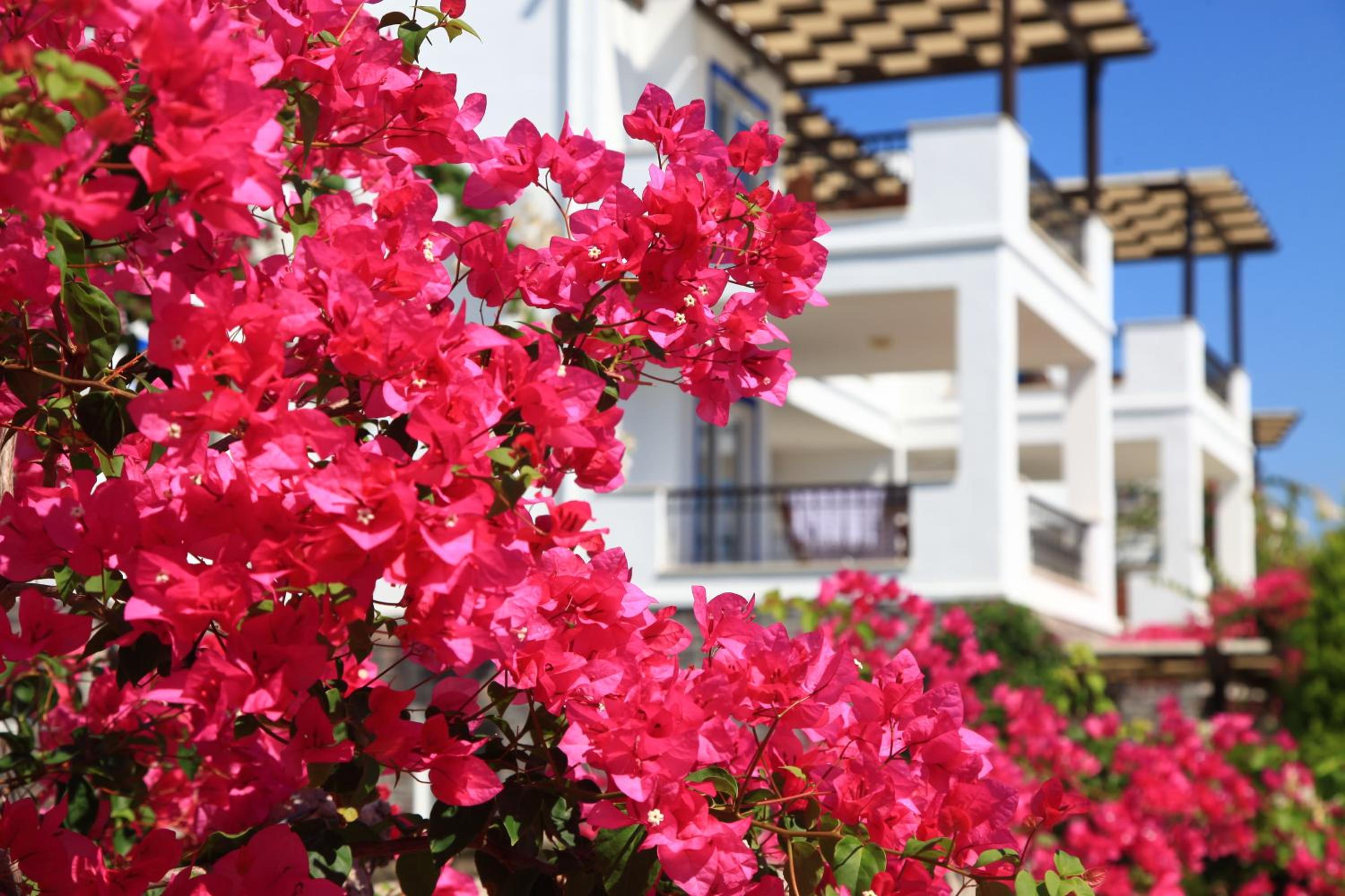 Aktur Residence