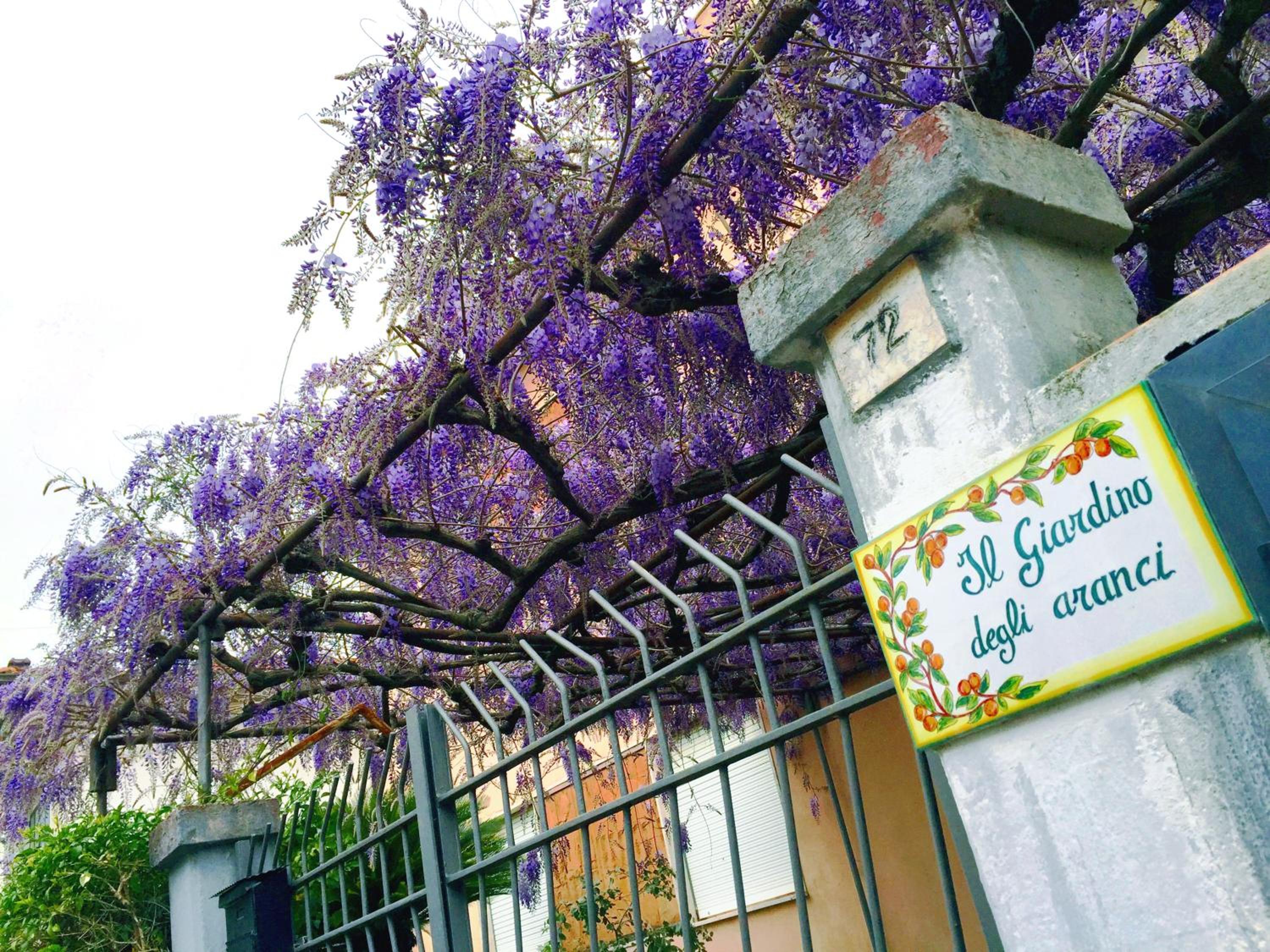 Orange Garden