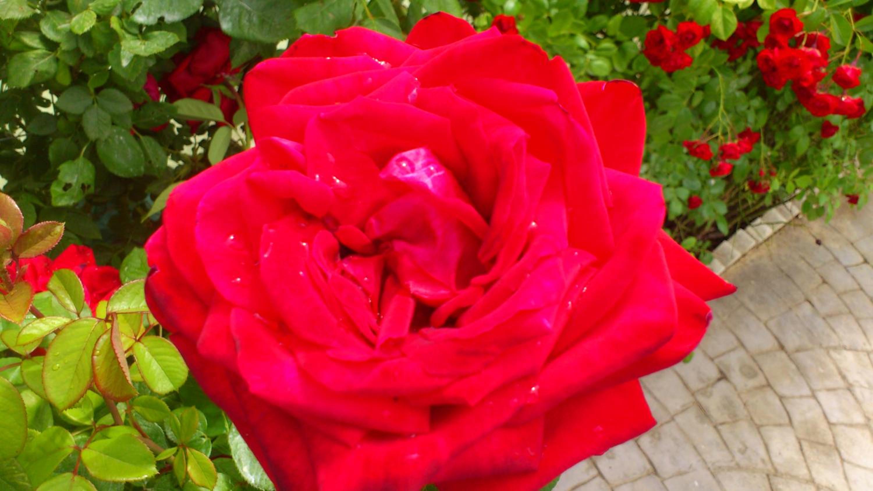 Photo 46