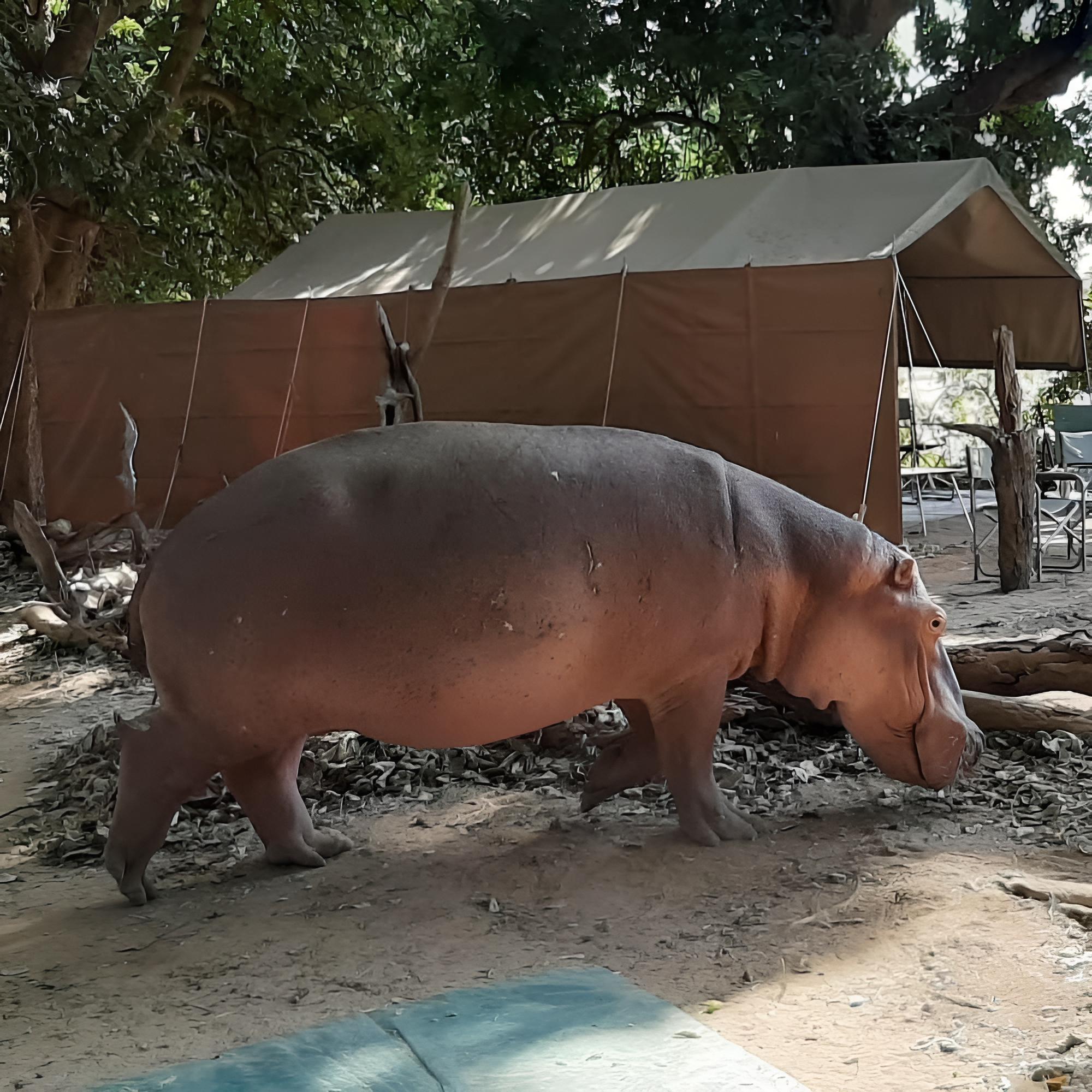 Mwinilunga Safaris