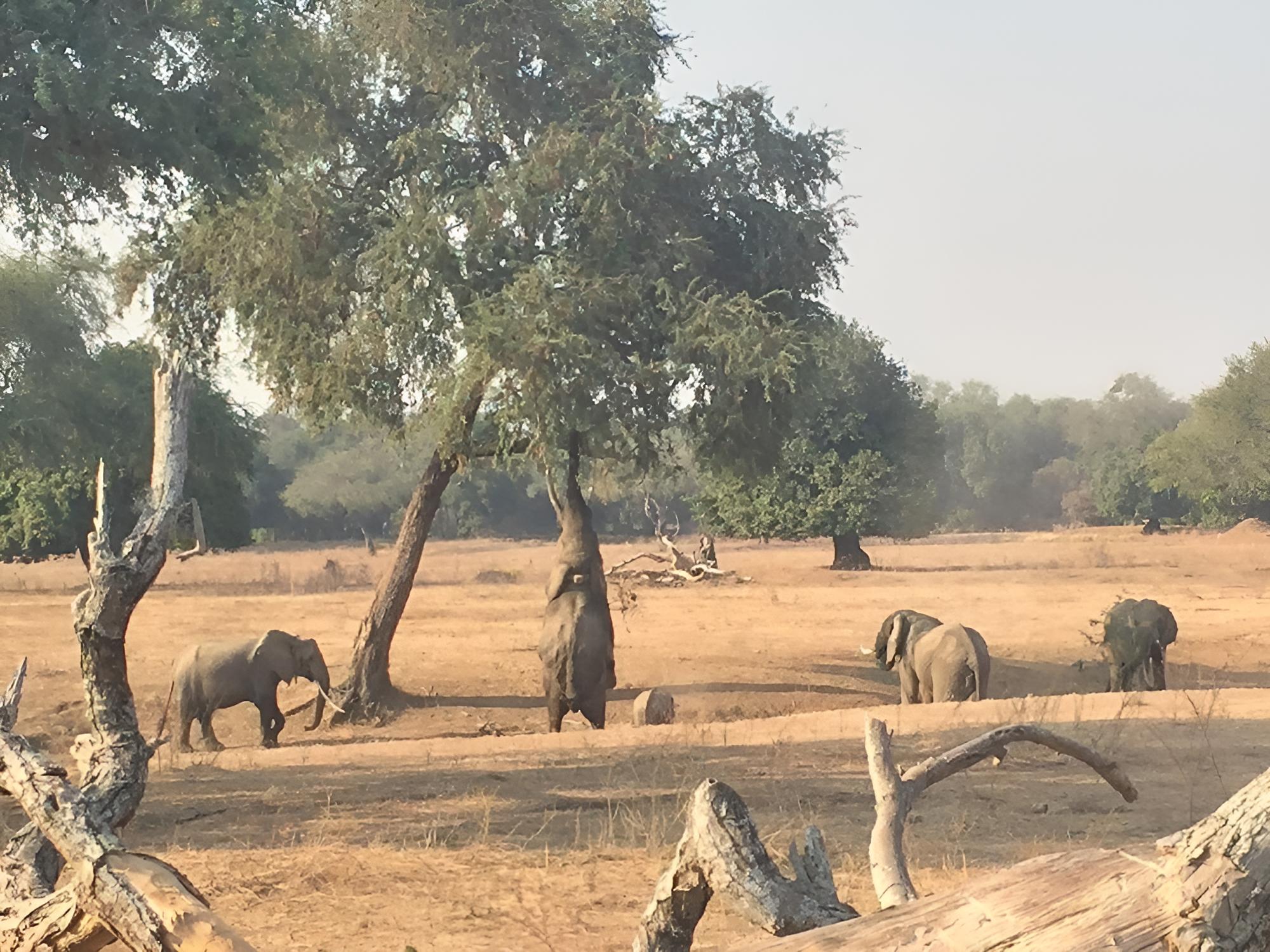 Mwinilunga Safaris