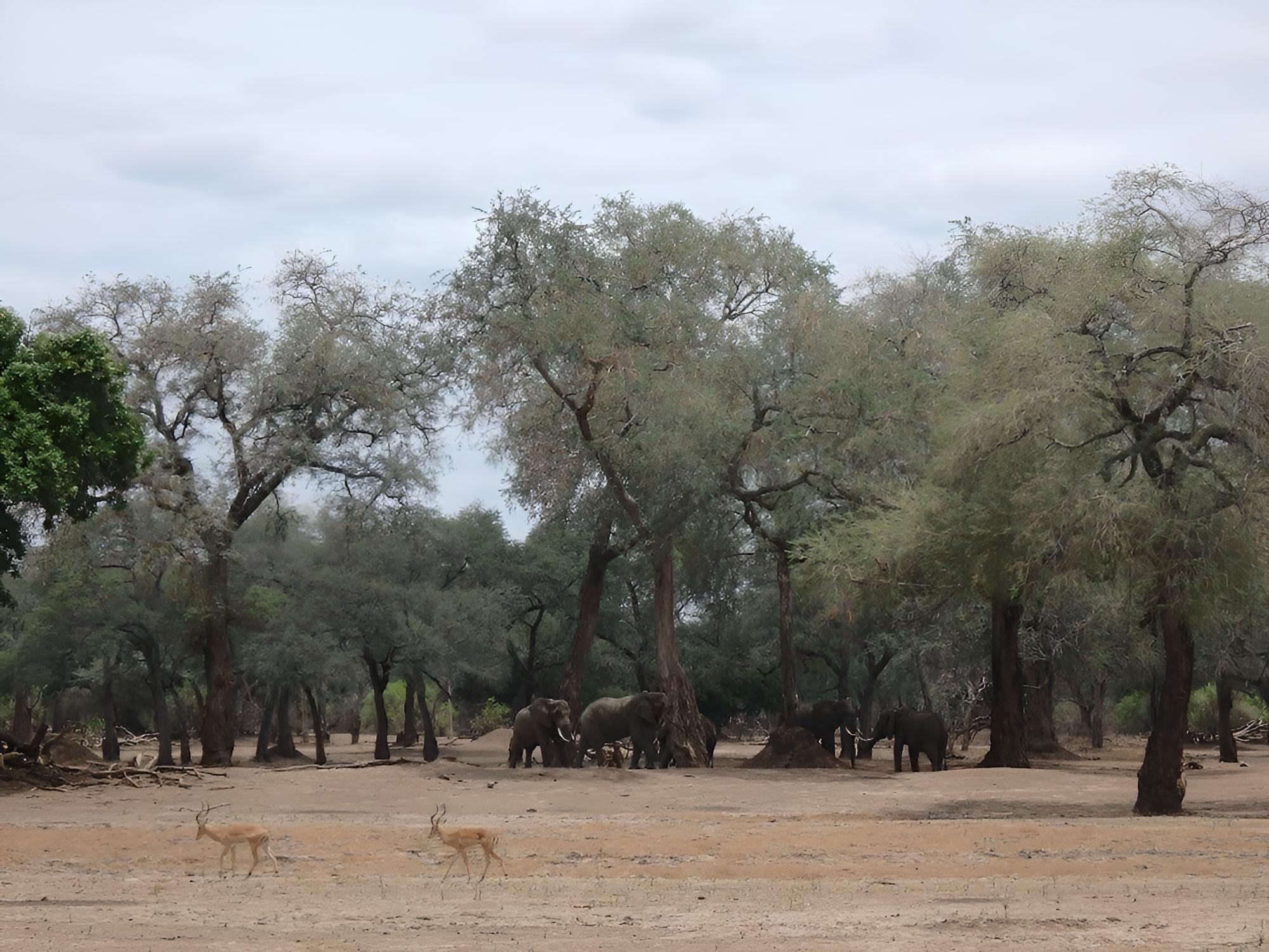 Mwinilunga Safaris